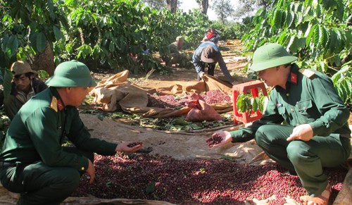 Vườn cà phê được cấp Chỉ dẫn địa lý Cà phê Buôn Ma Thuột của Công ty TNHH MTV Cà phê 15.